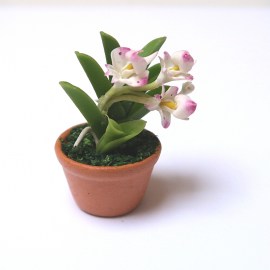 Pflanze_Orchidee_klein